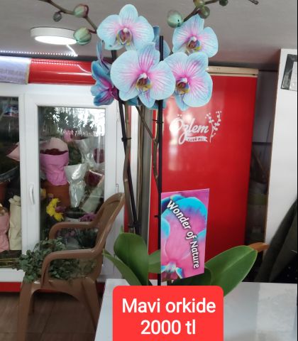 ÇİFT DALLI ÇİZGİLİ MAVİ