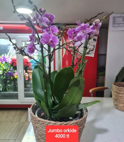 ÇİFT KÖKLÜ ve4 DALLI ORKİDE