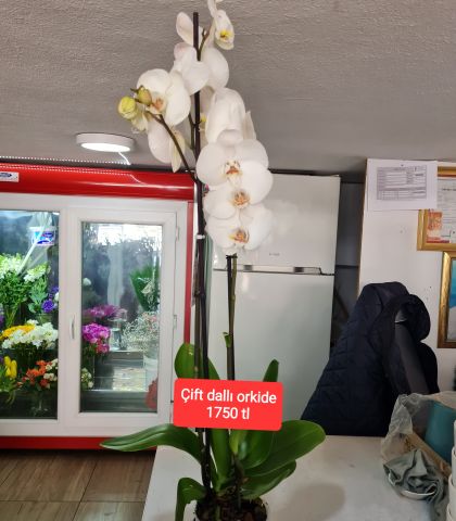 ÇİFT DALLI ORKİDE
