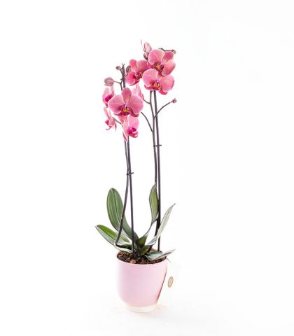 ÇİFT DALLI ORKİDE