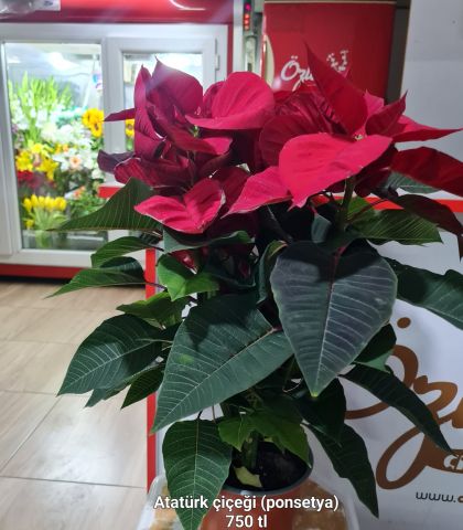 ATATÜRK ÇİÇEĞİ